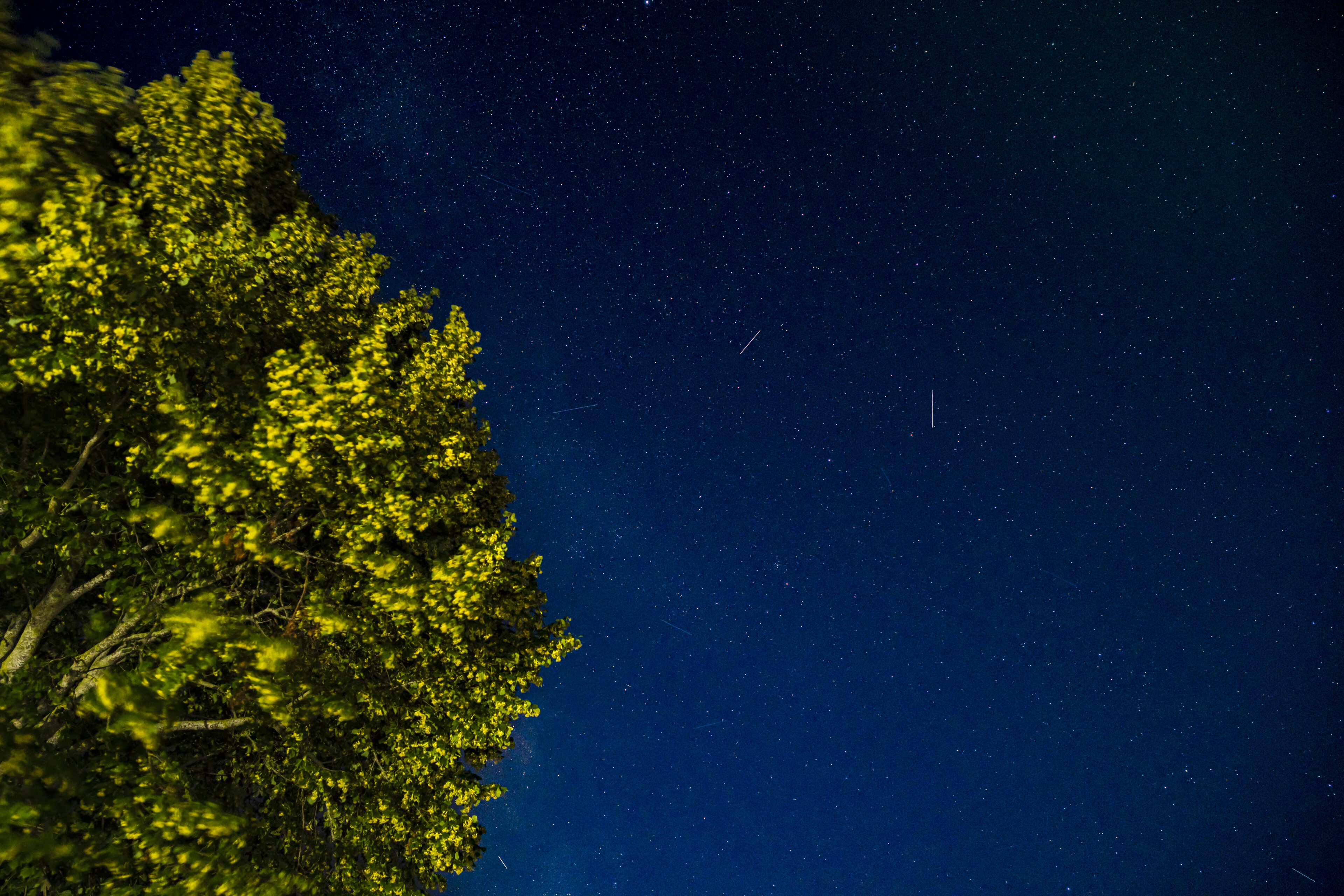Baum unter dem Sternenhimmel