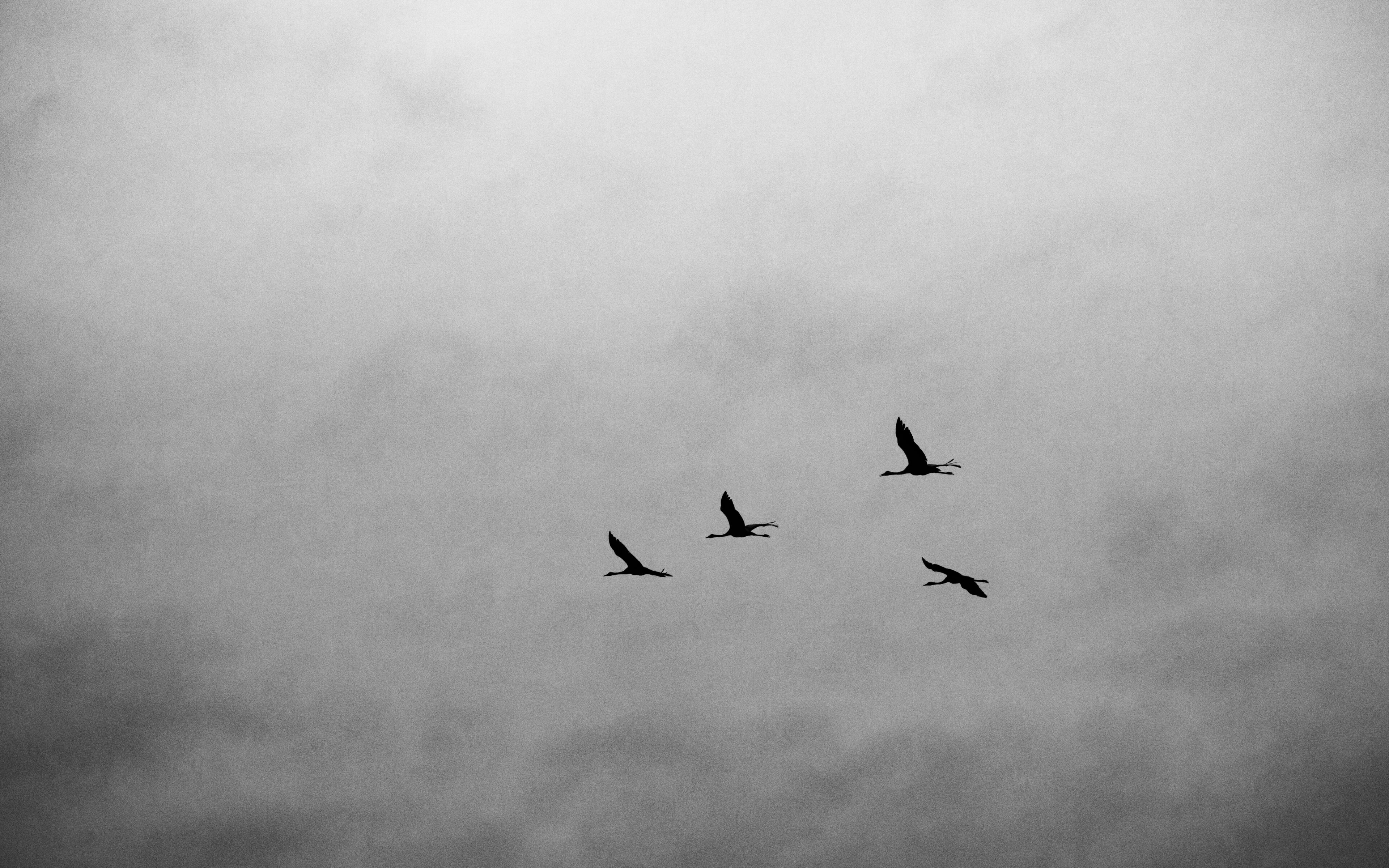 Cranes in black white