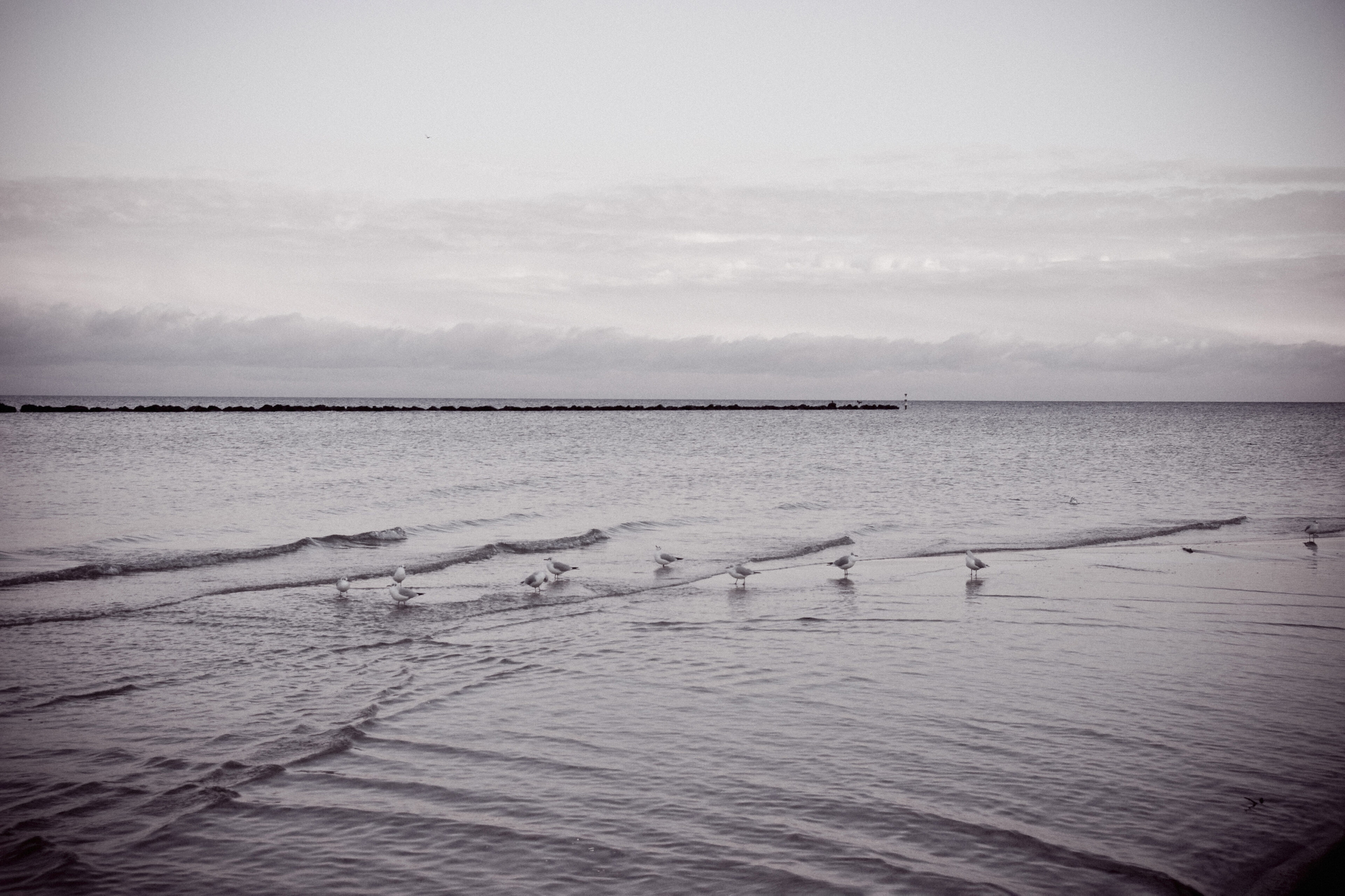 Möwen im flachen Wasser am Strand