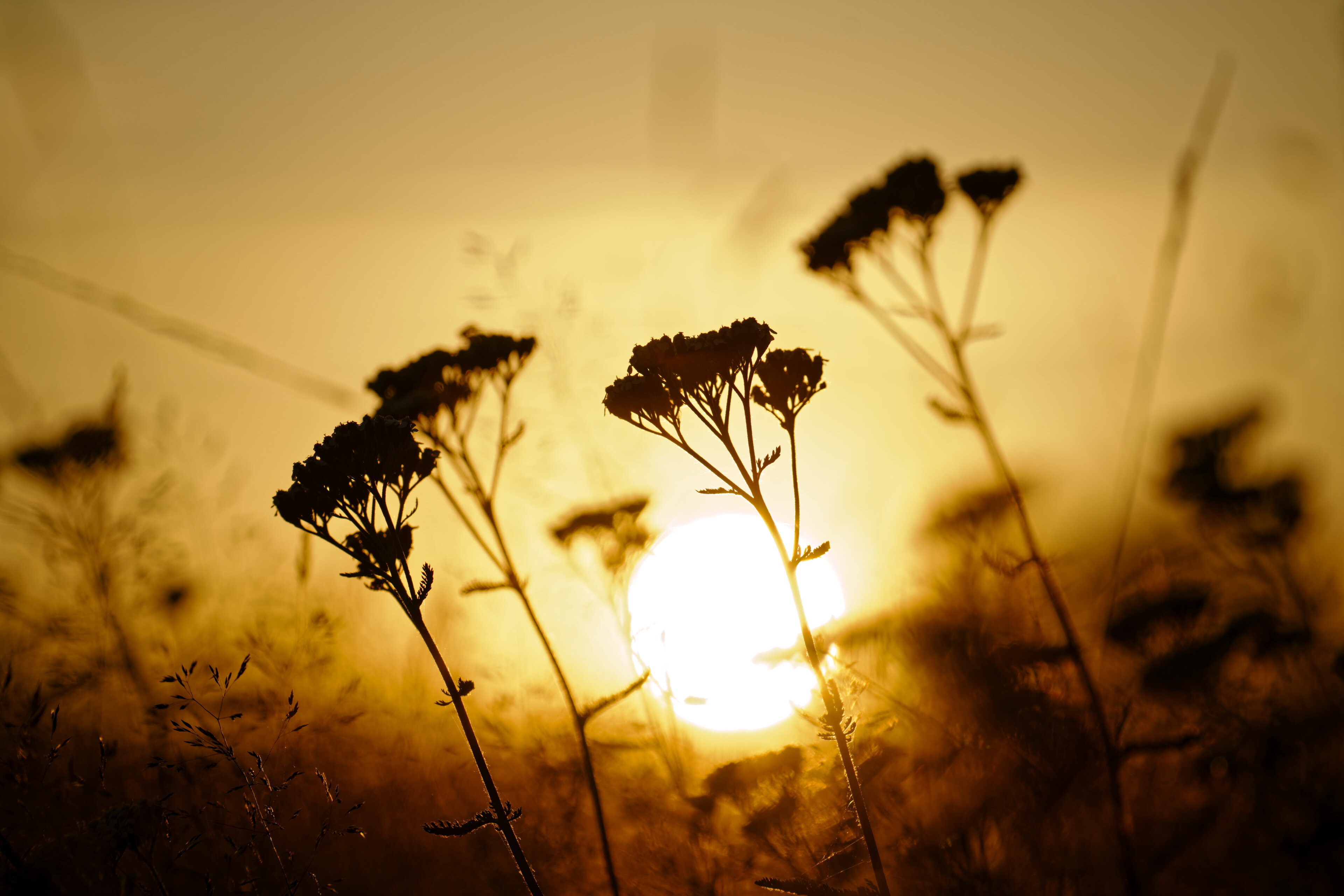 Blumen im Feld zum Sonnenuntergang