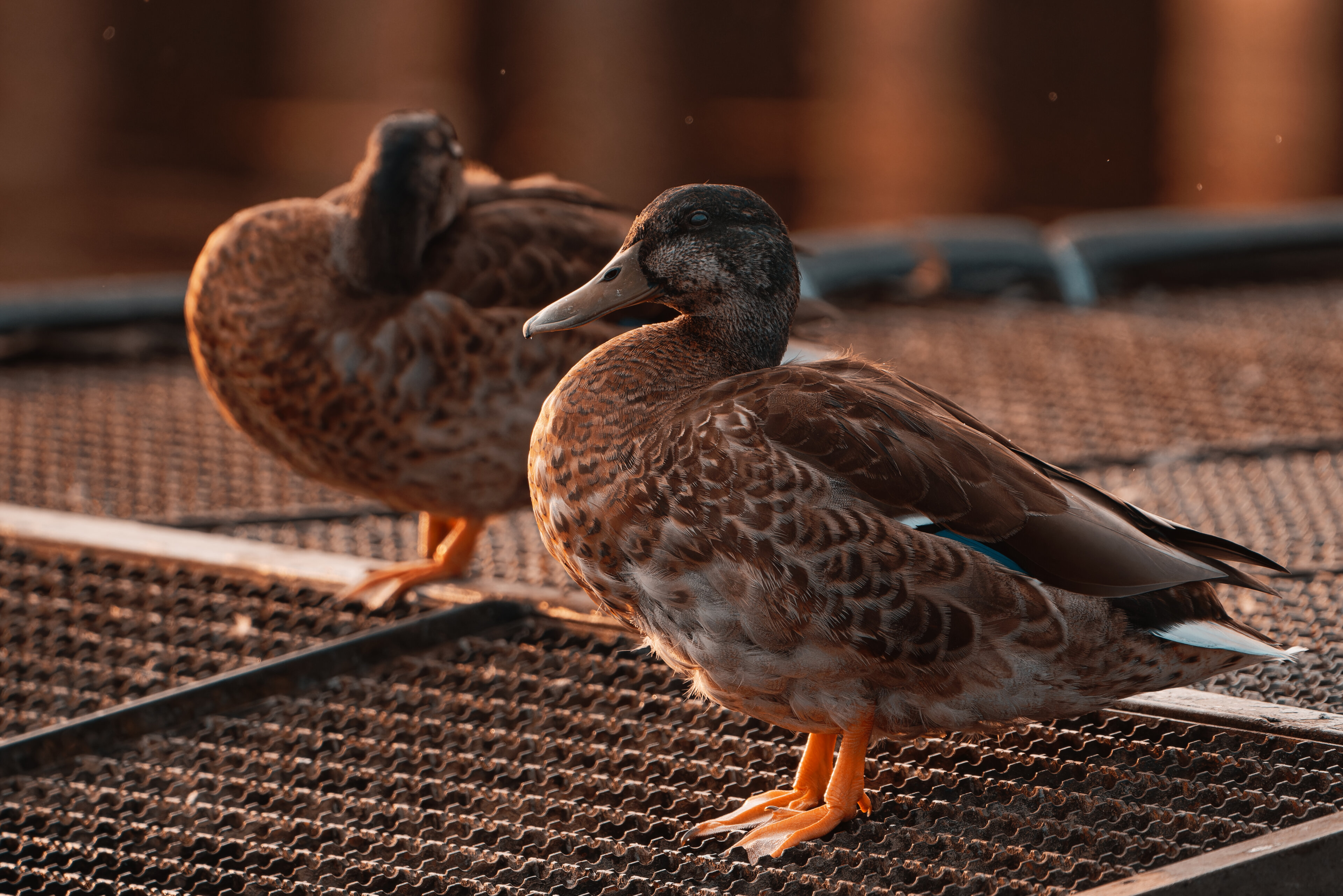 Enten zur Goldenen Stunde