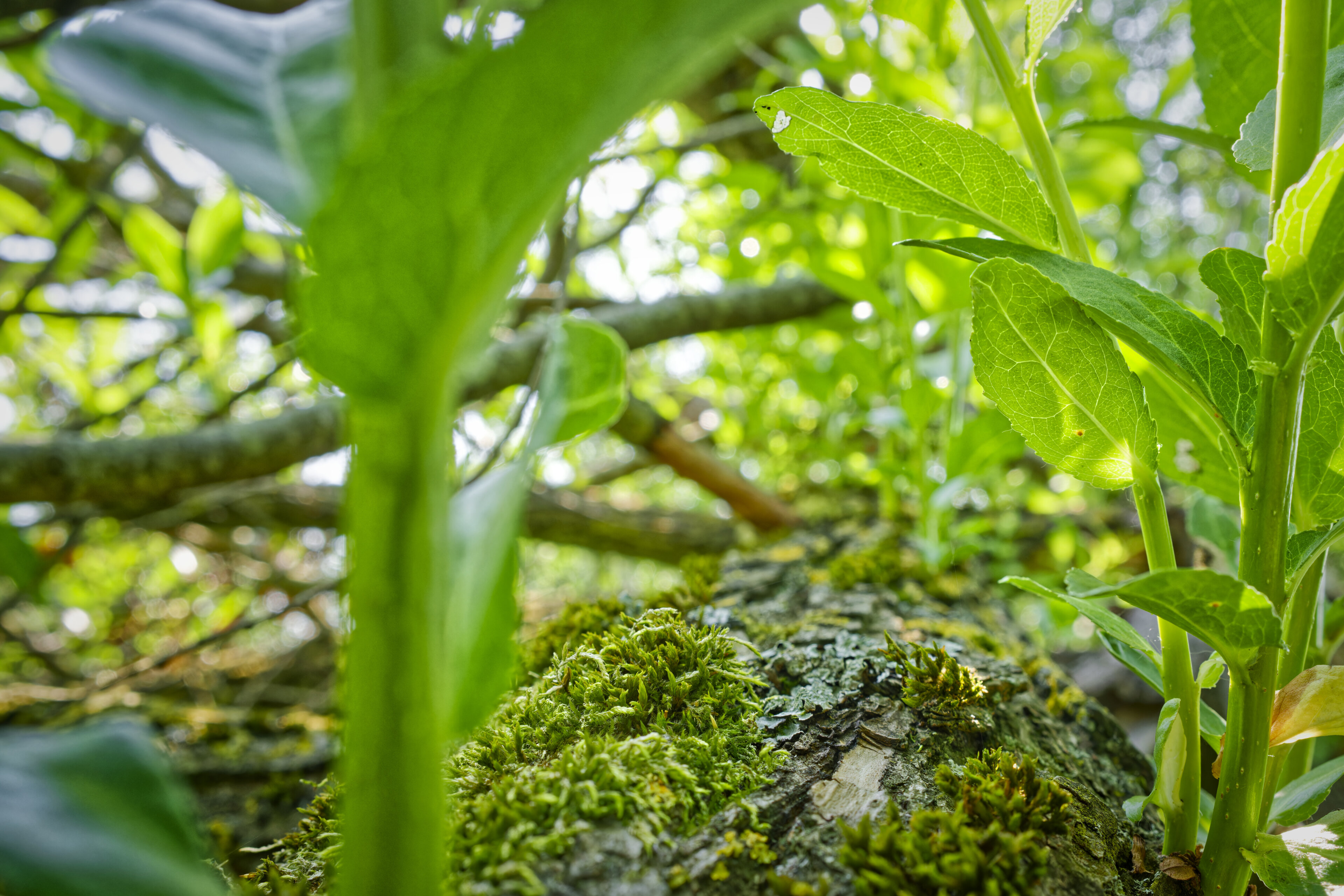 Grüner Mikrokosmos