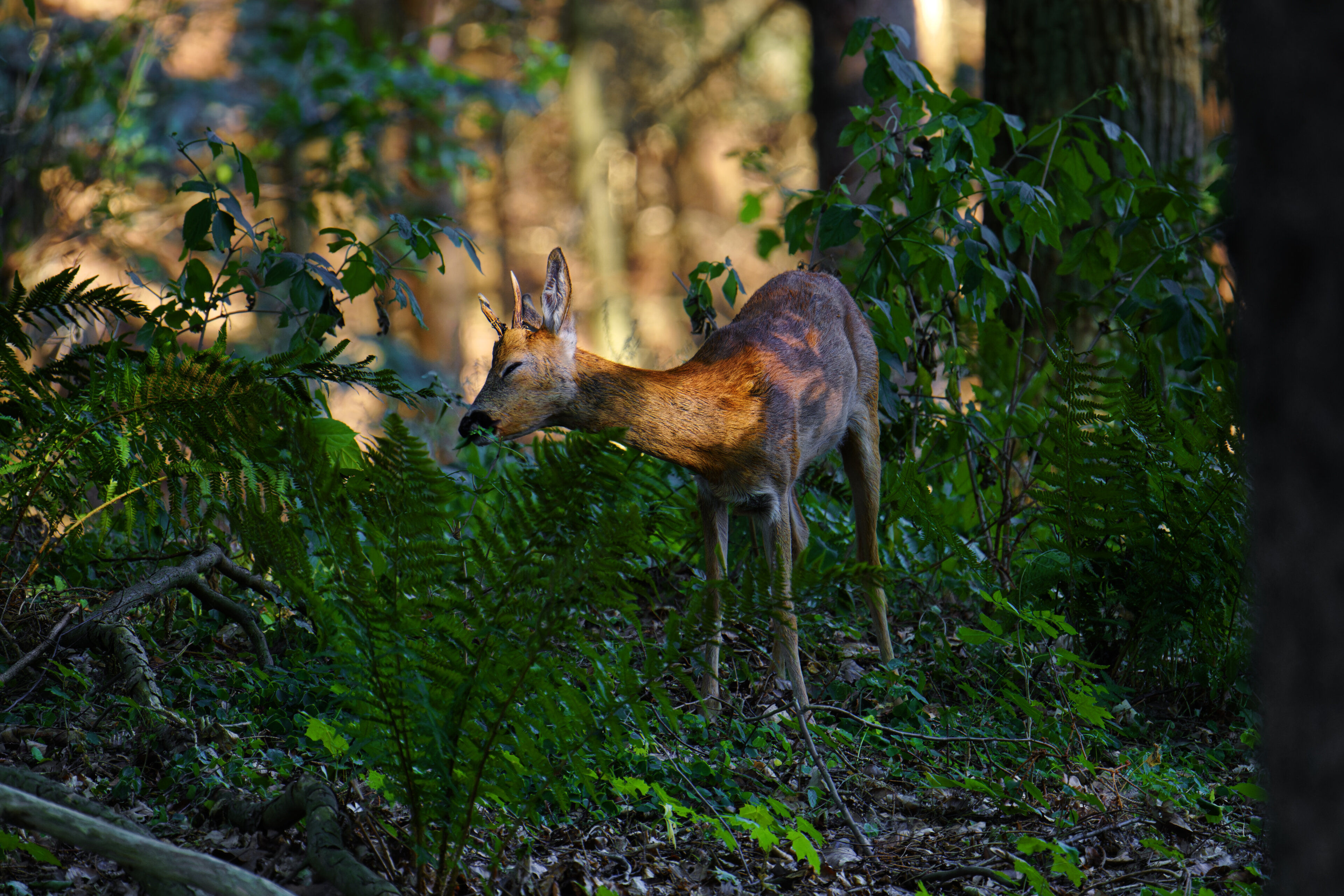 Junger Rehbock genießt die Natur im Wald