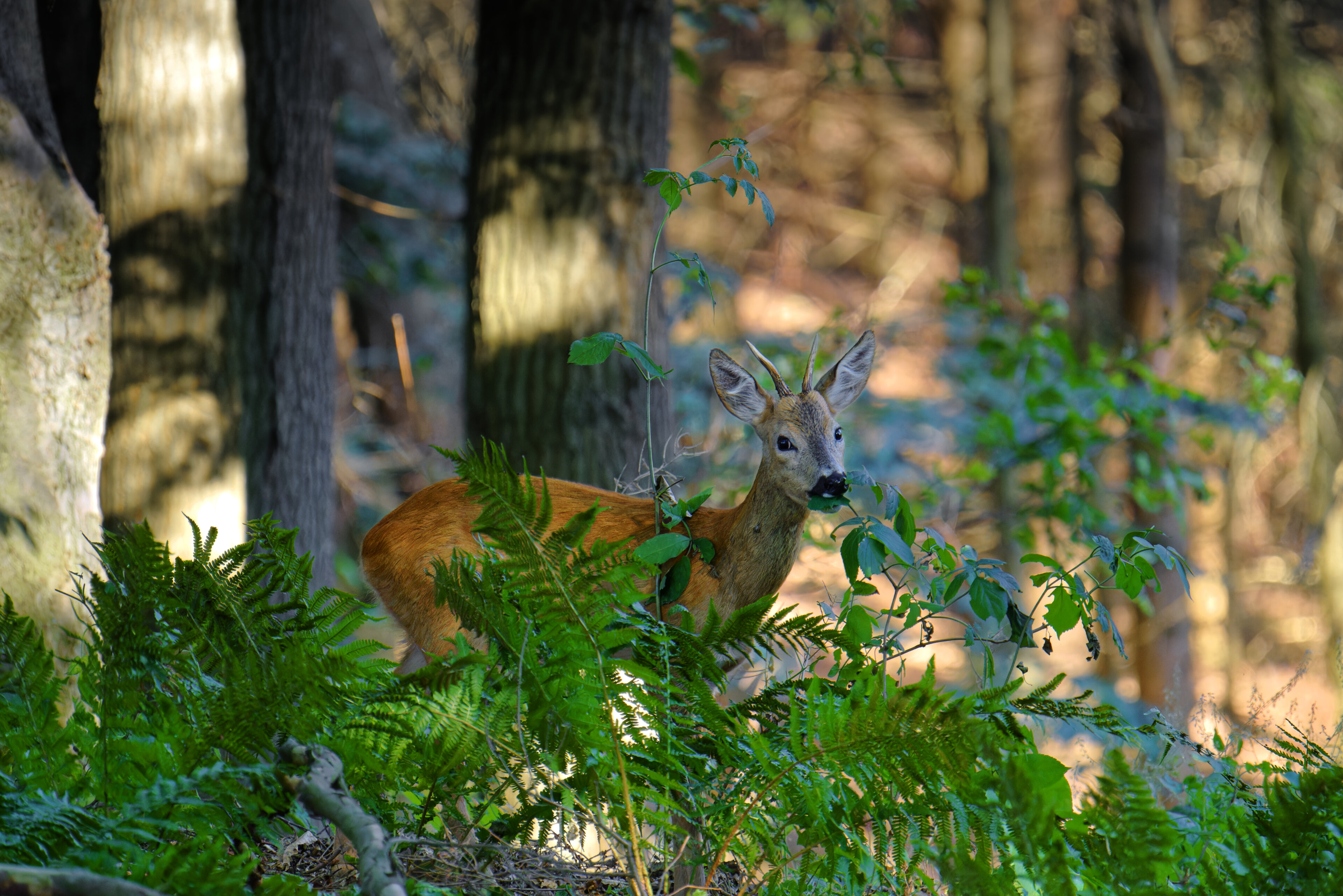 Junger Rehbock knabbert Blätter im Wald