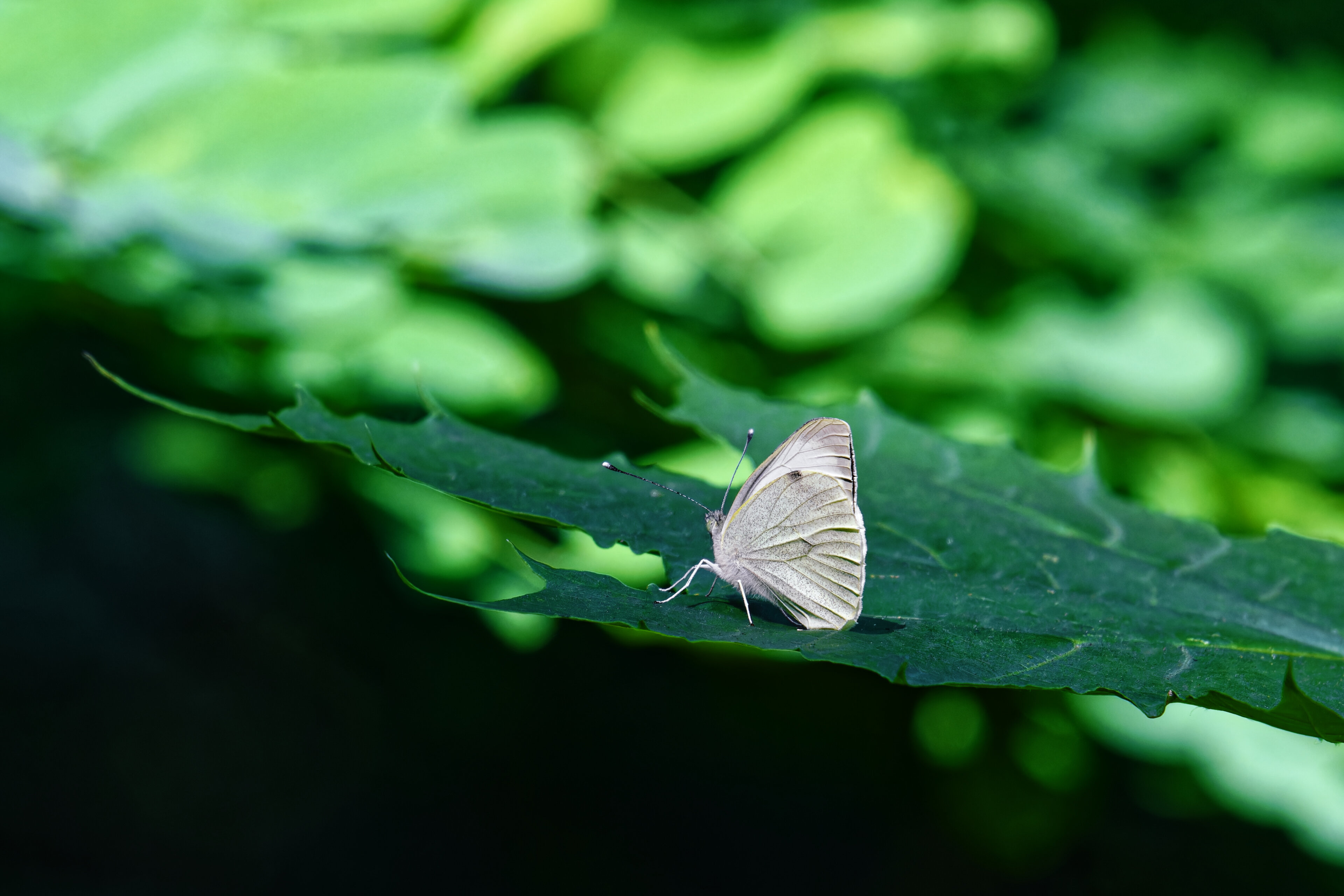 Small cabbage white butterfly sitting on leaf