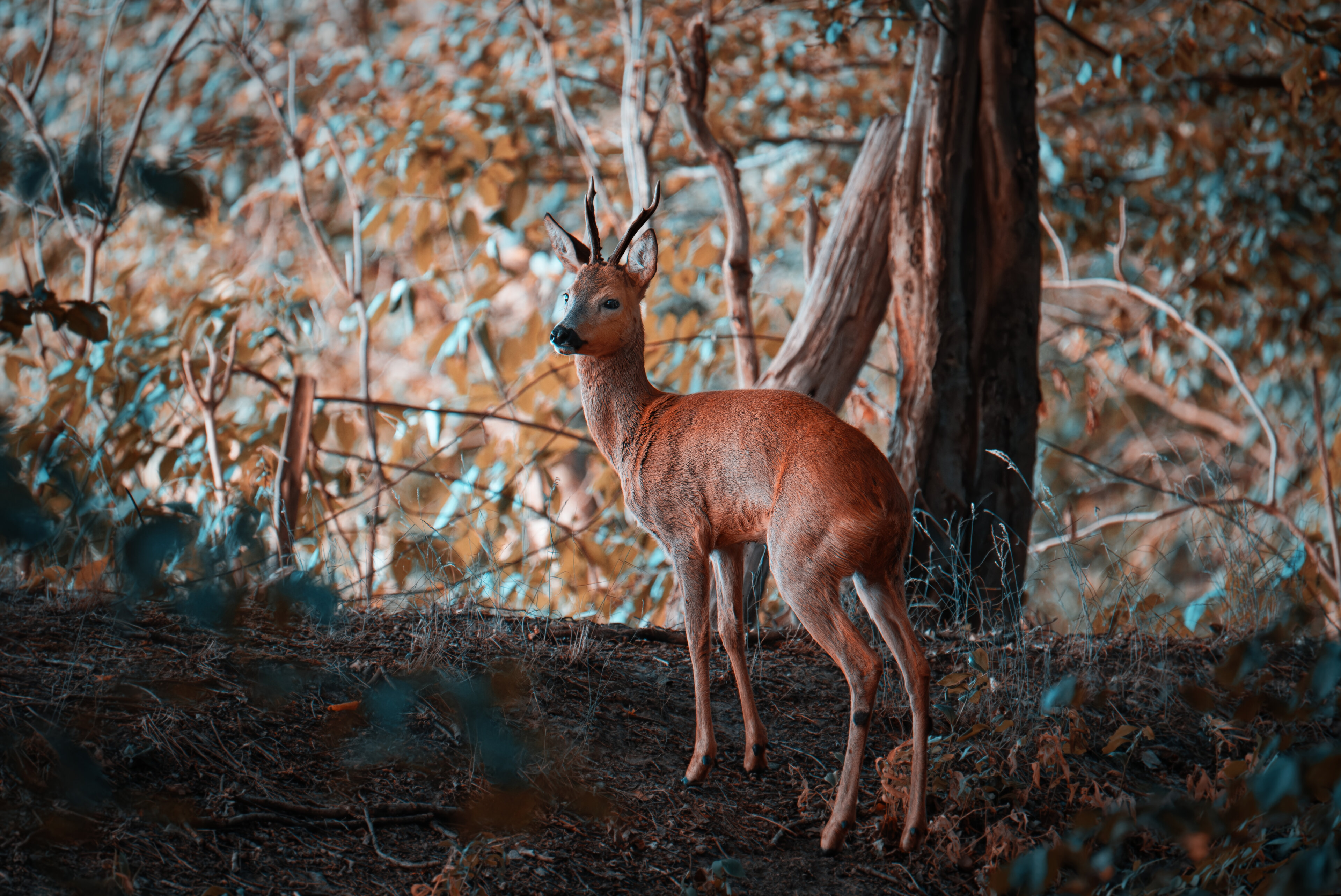 Rehbock auf Anhöhe im Wald