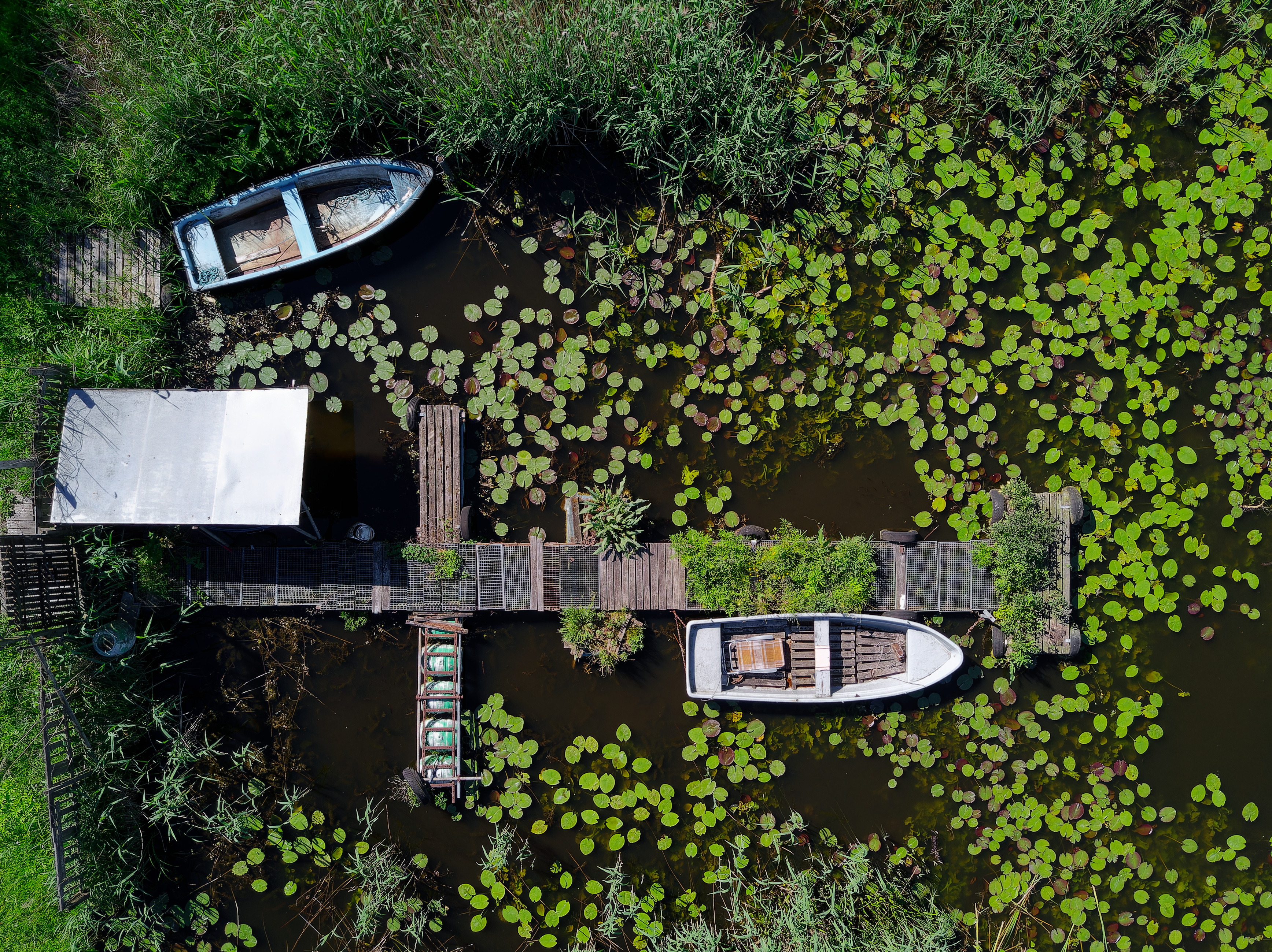 Ruderboote auf Teich mit Seeblättern