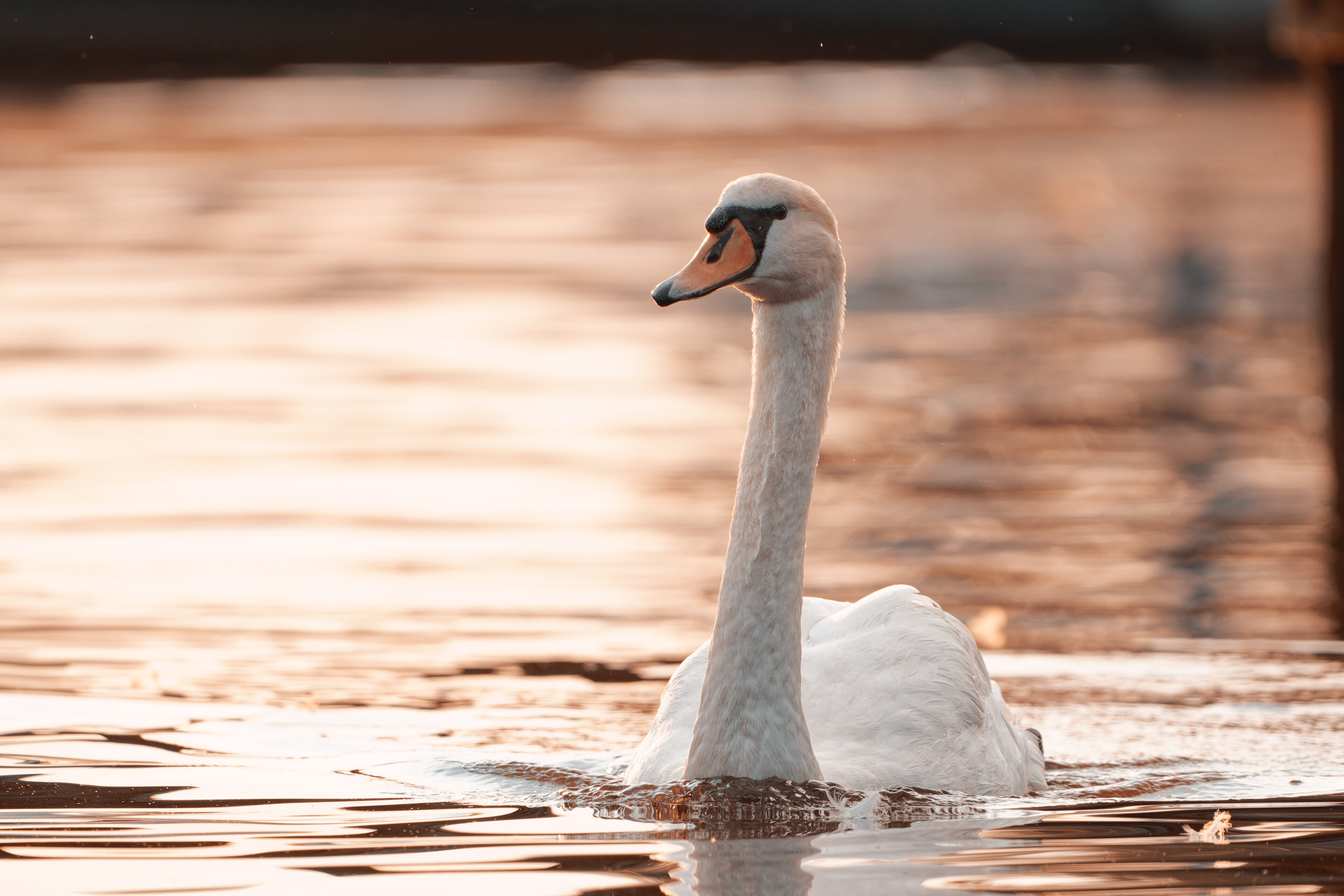 Golden hour swan