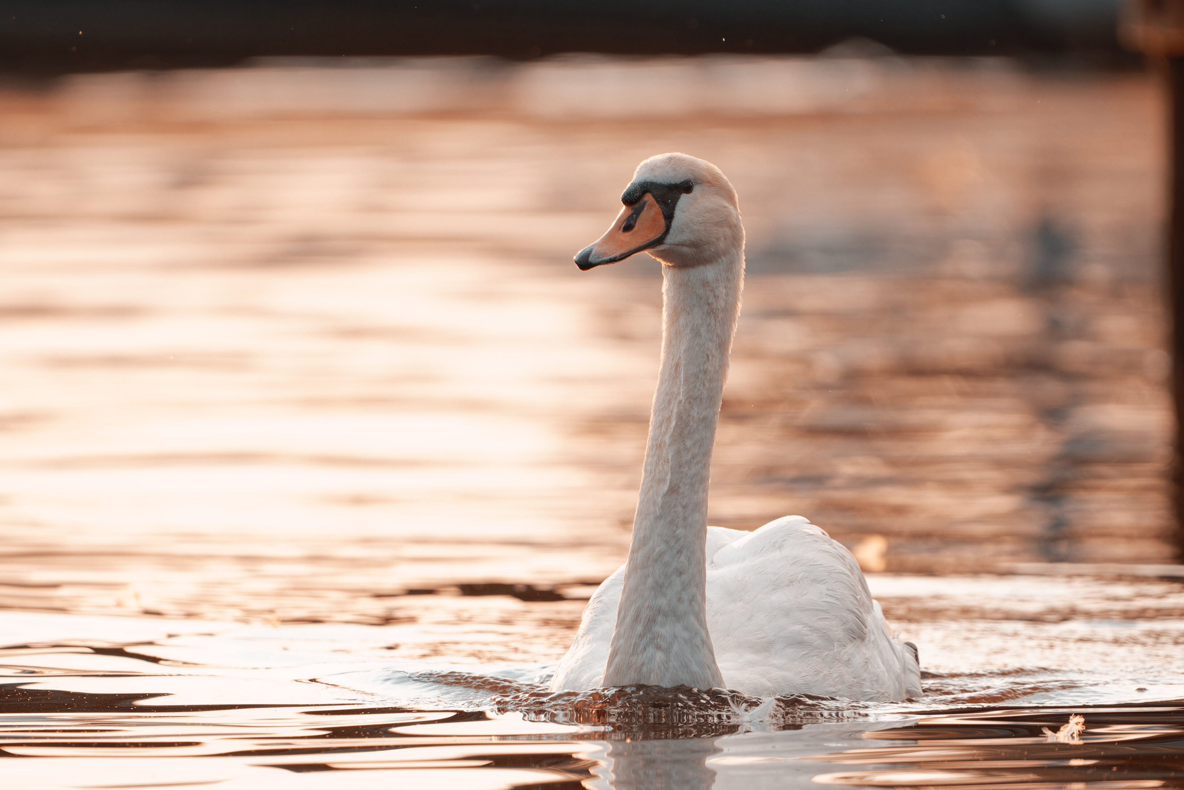 Schwan zur Goldenen Stunde