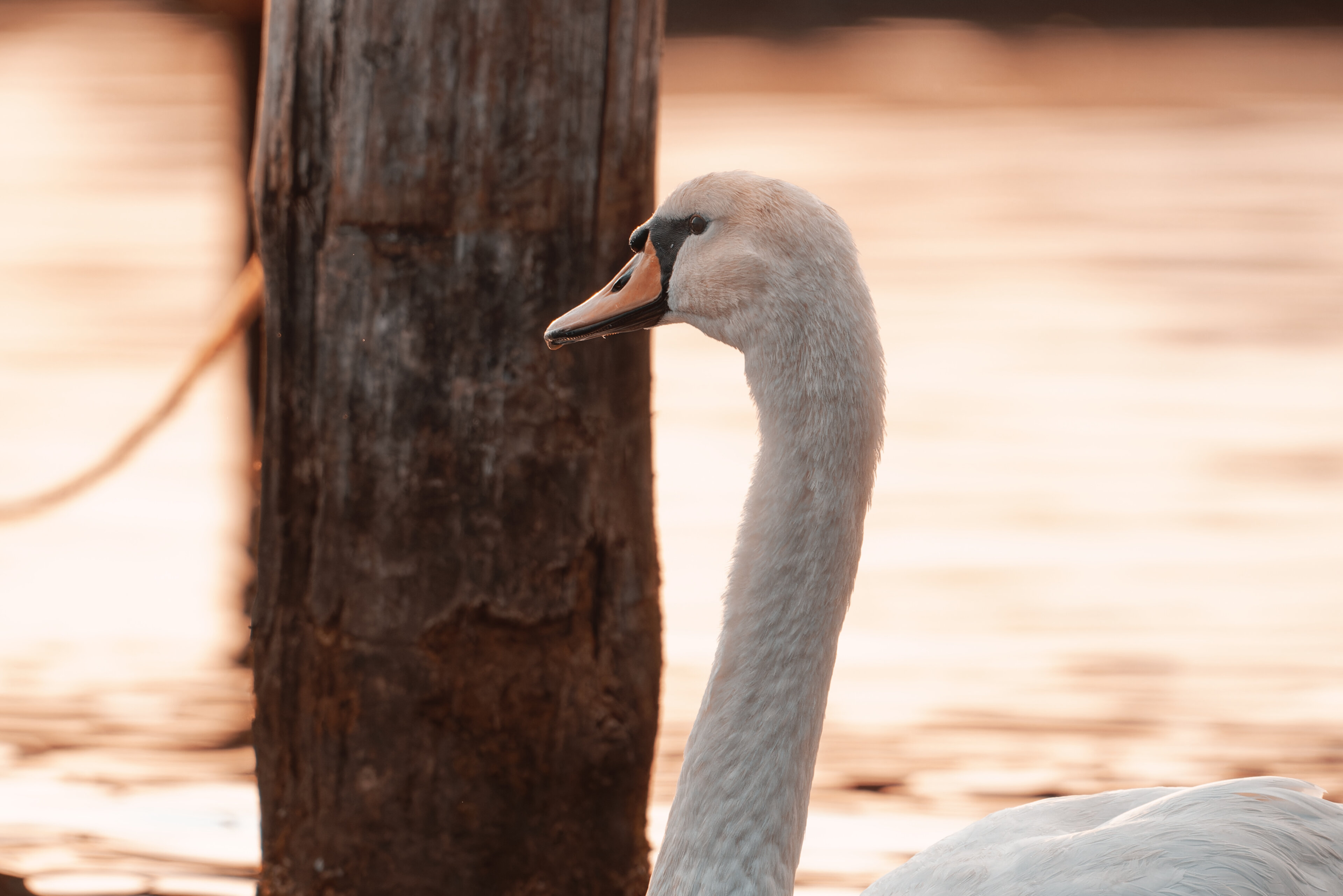 Schwan zur Goldenen Stunde