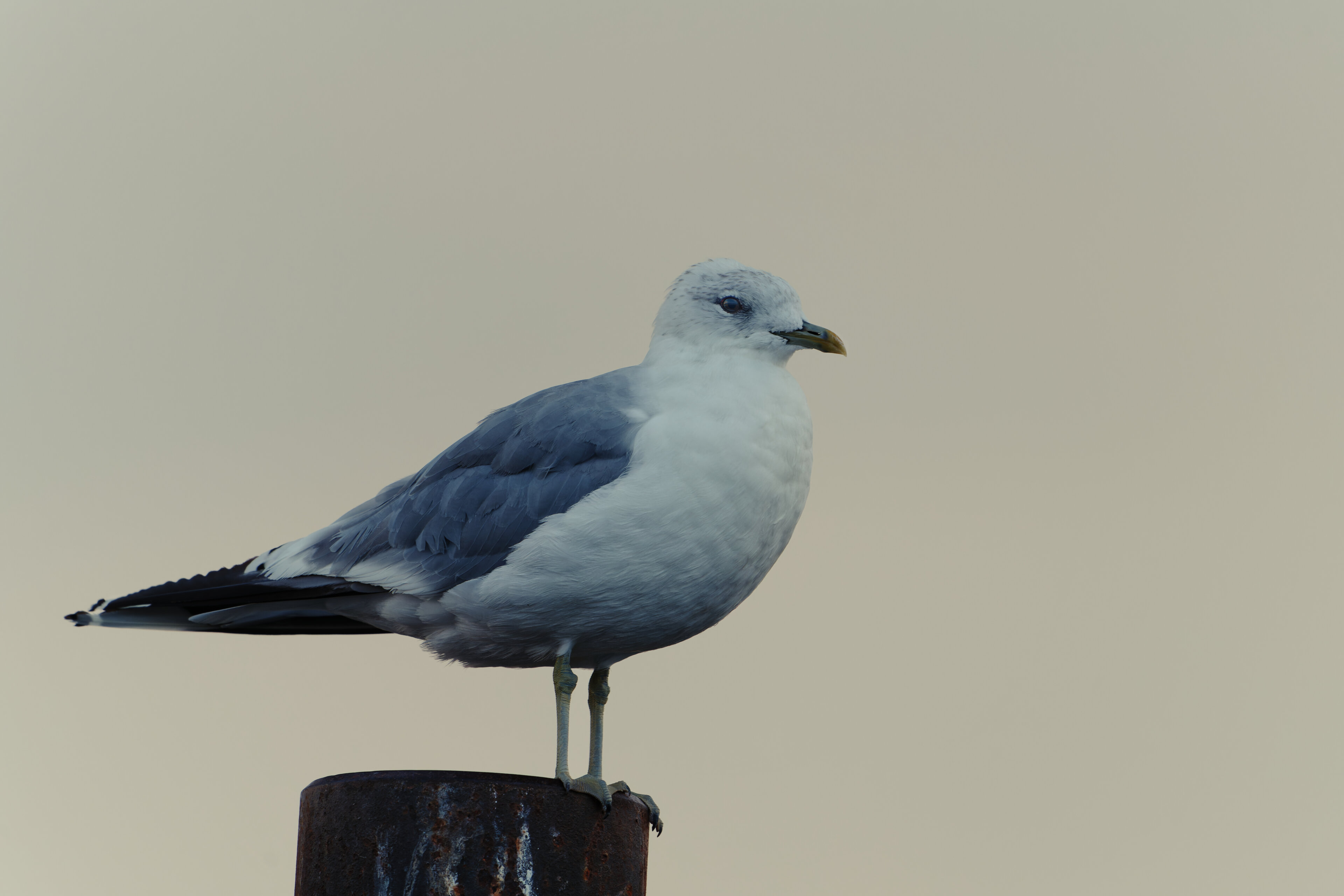 Sturmmöwe im Abendlicht