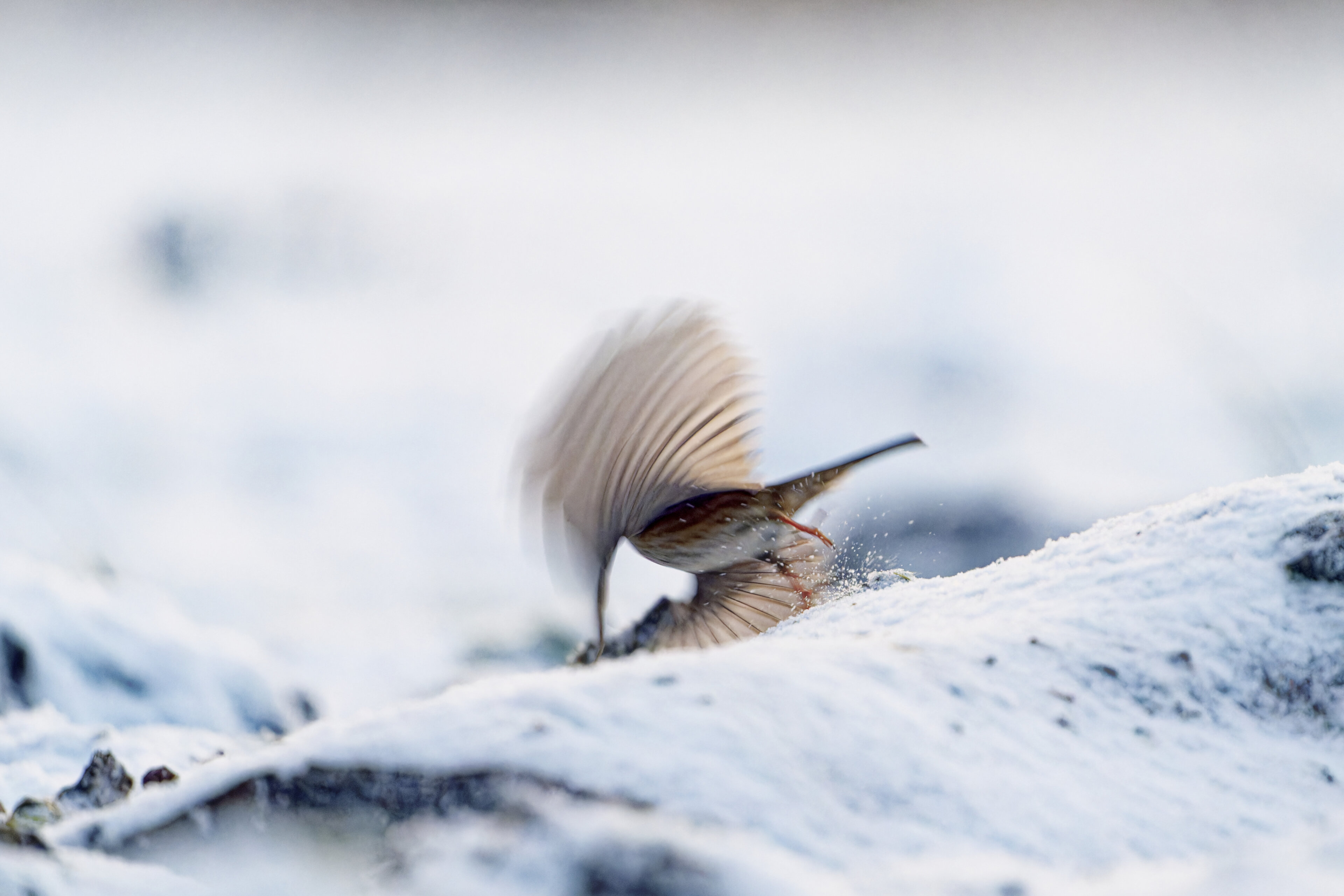 Braunelle im Schnee im Abflug