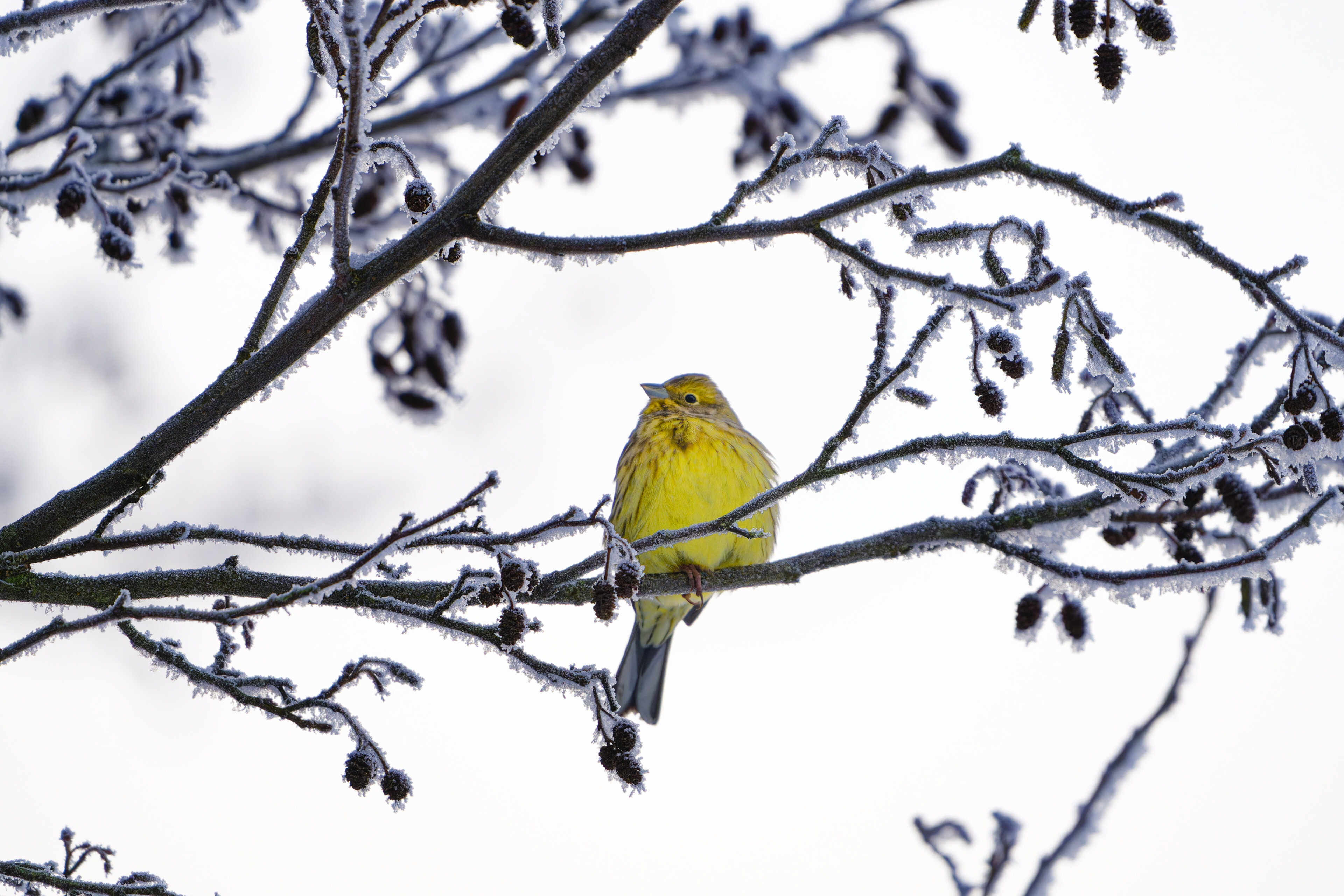 Goldammer auf gefrorenem Ast im Winter