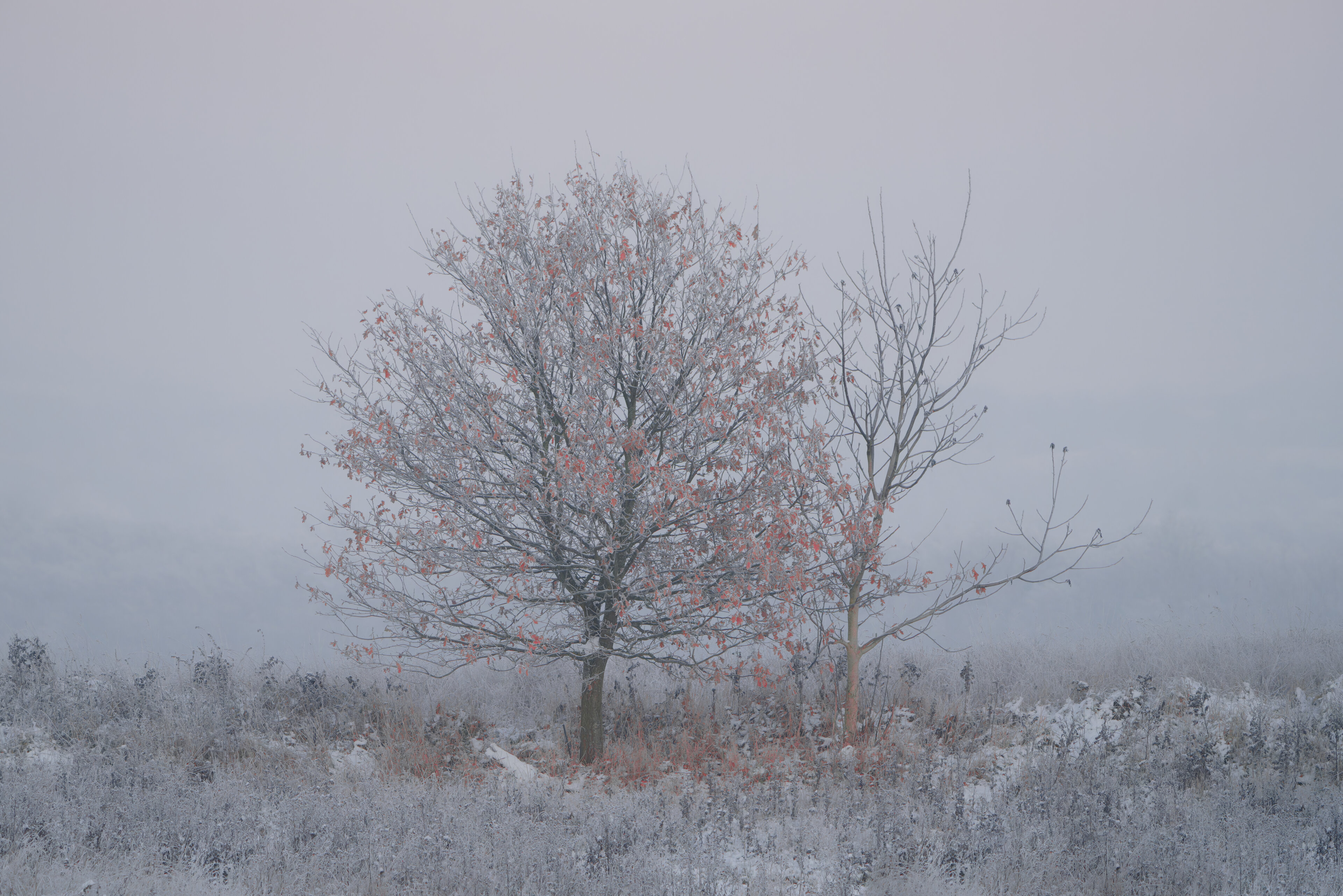 Bäume in nebliger Winterlandschaft mit roten Blättern