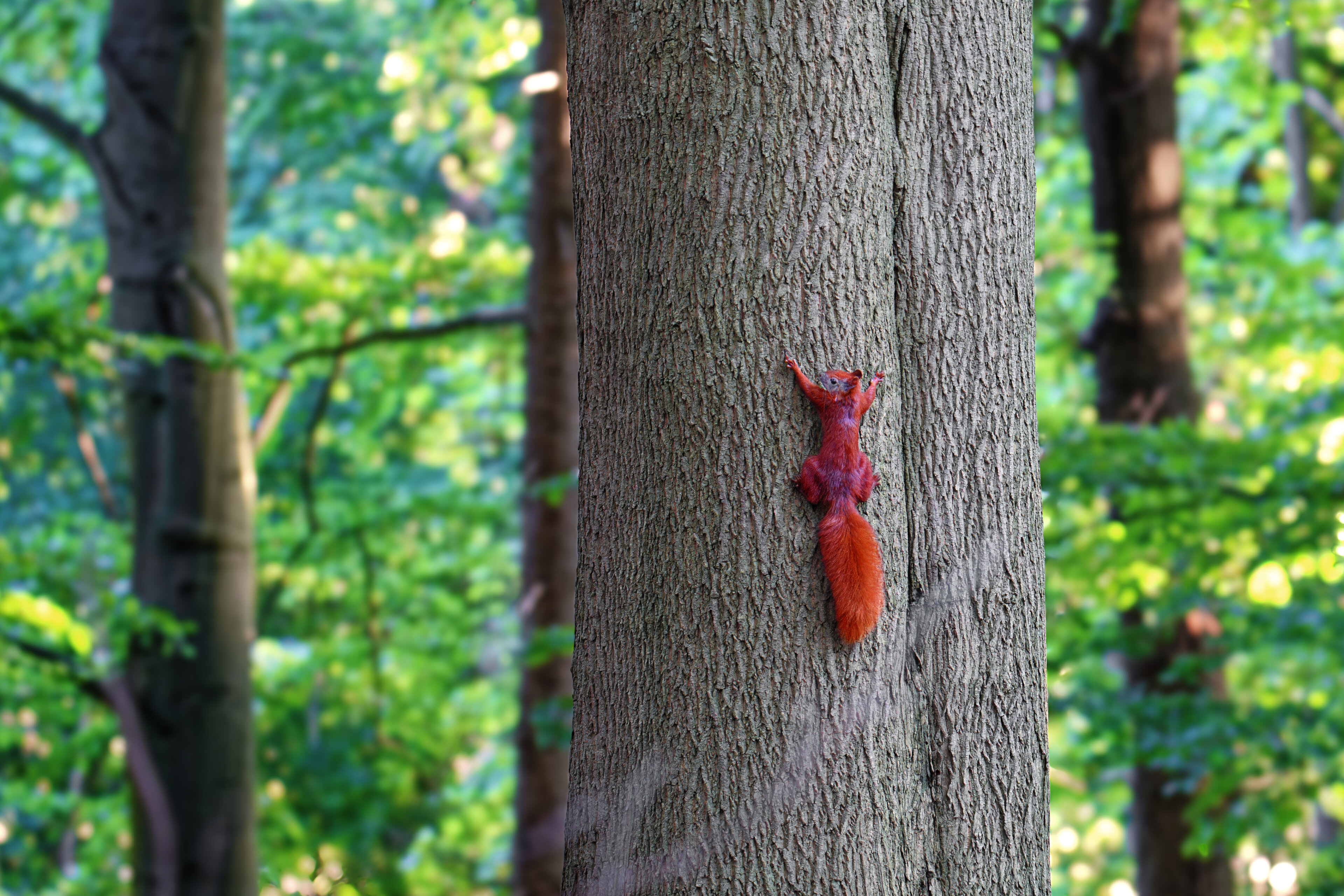 Eichhörnchen hängt am Baum im Wald