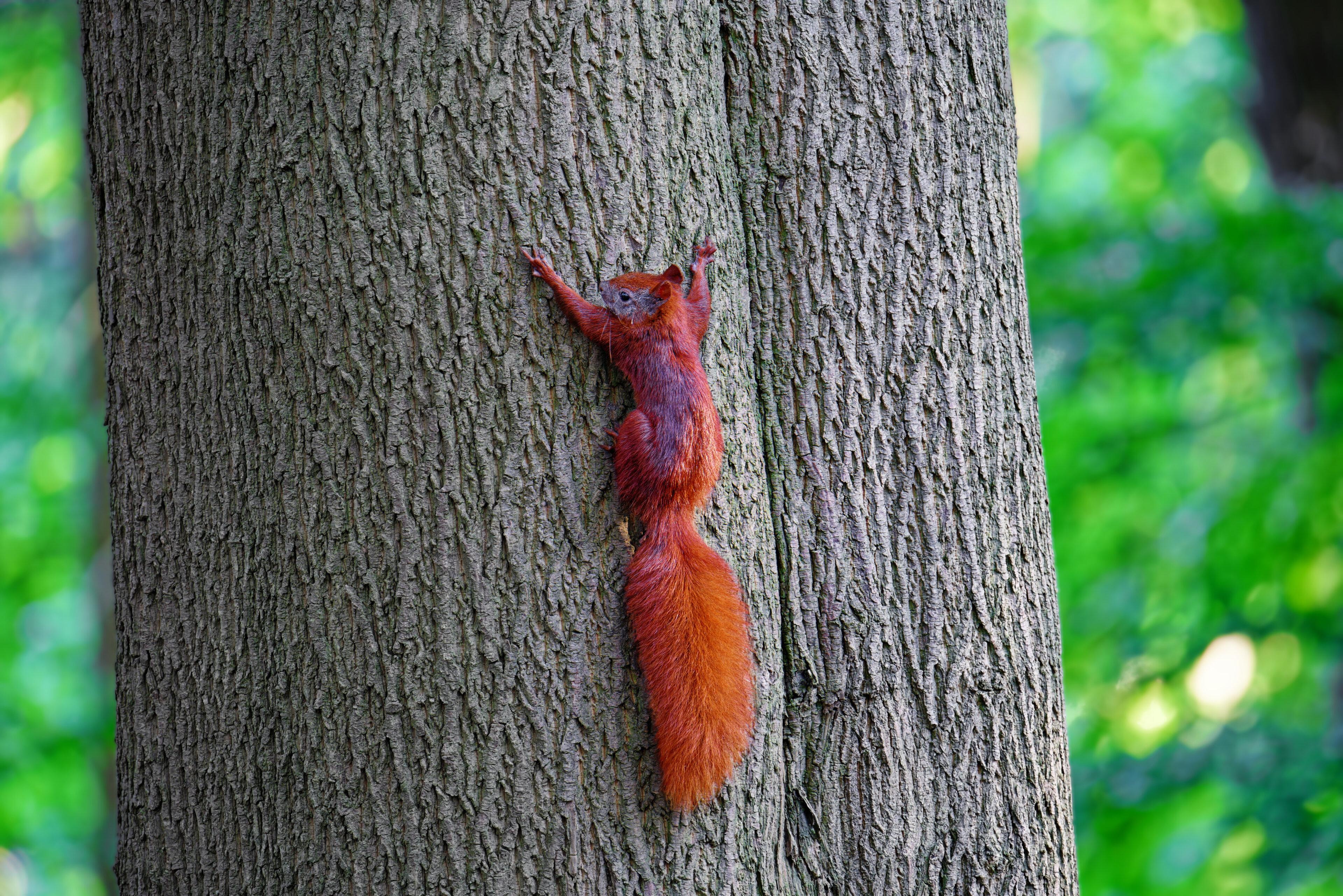 Eichhörnchen hängt am Baum im Wald