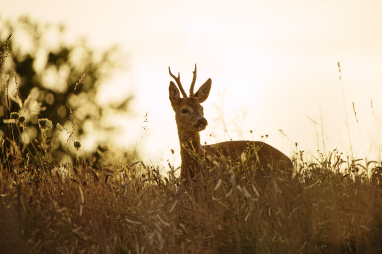 Rehbock im Sonnenuntergang im Getreidefeld