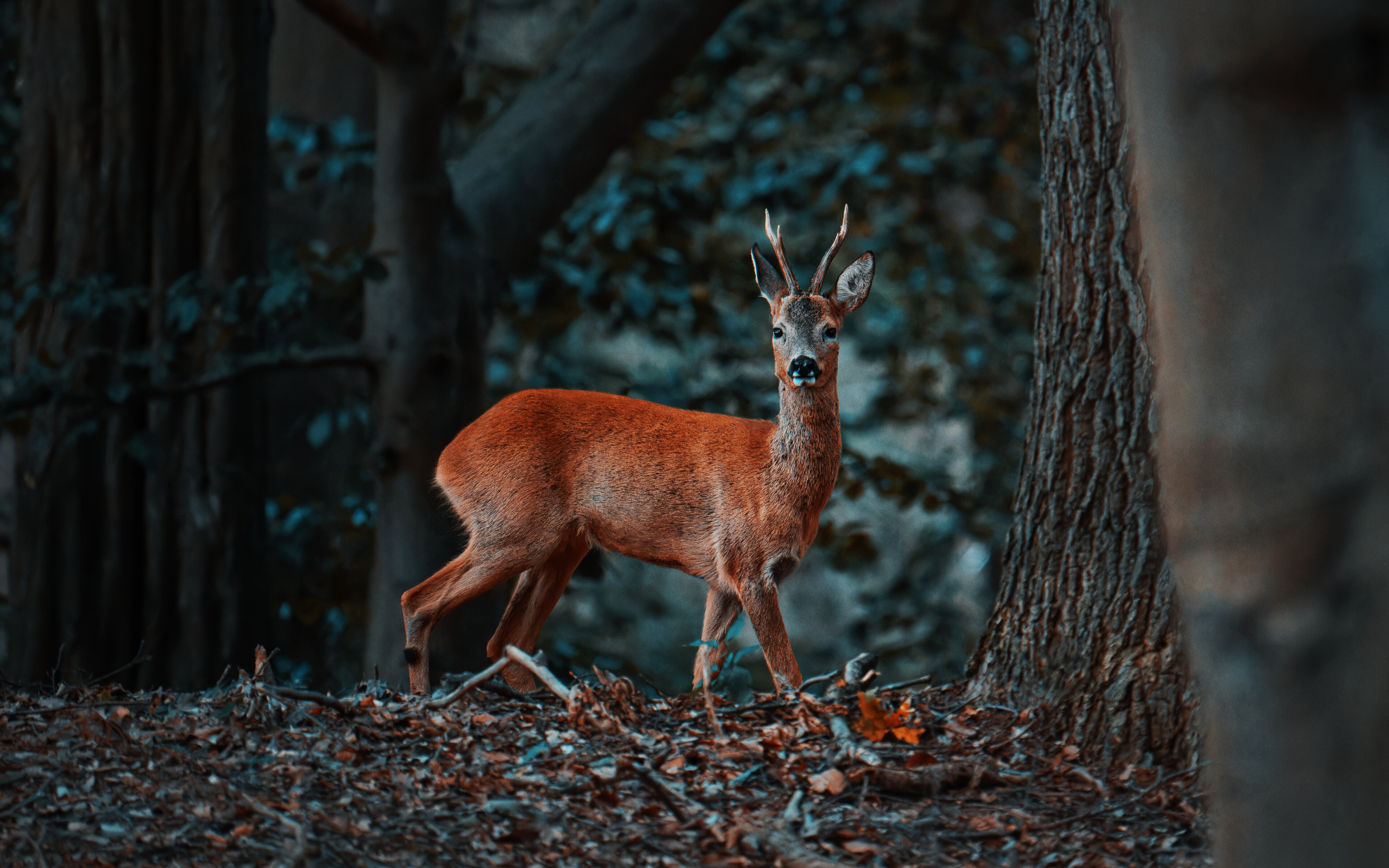 Majestätischer Rehbock im dunklen Wald