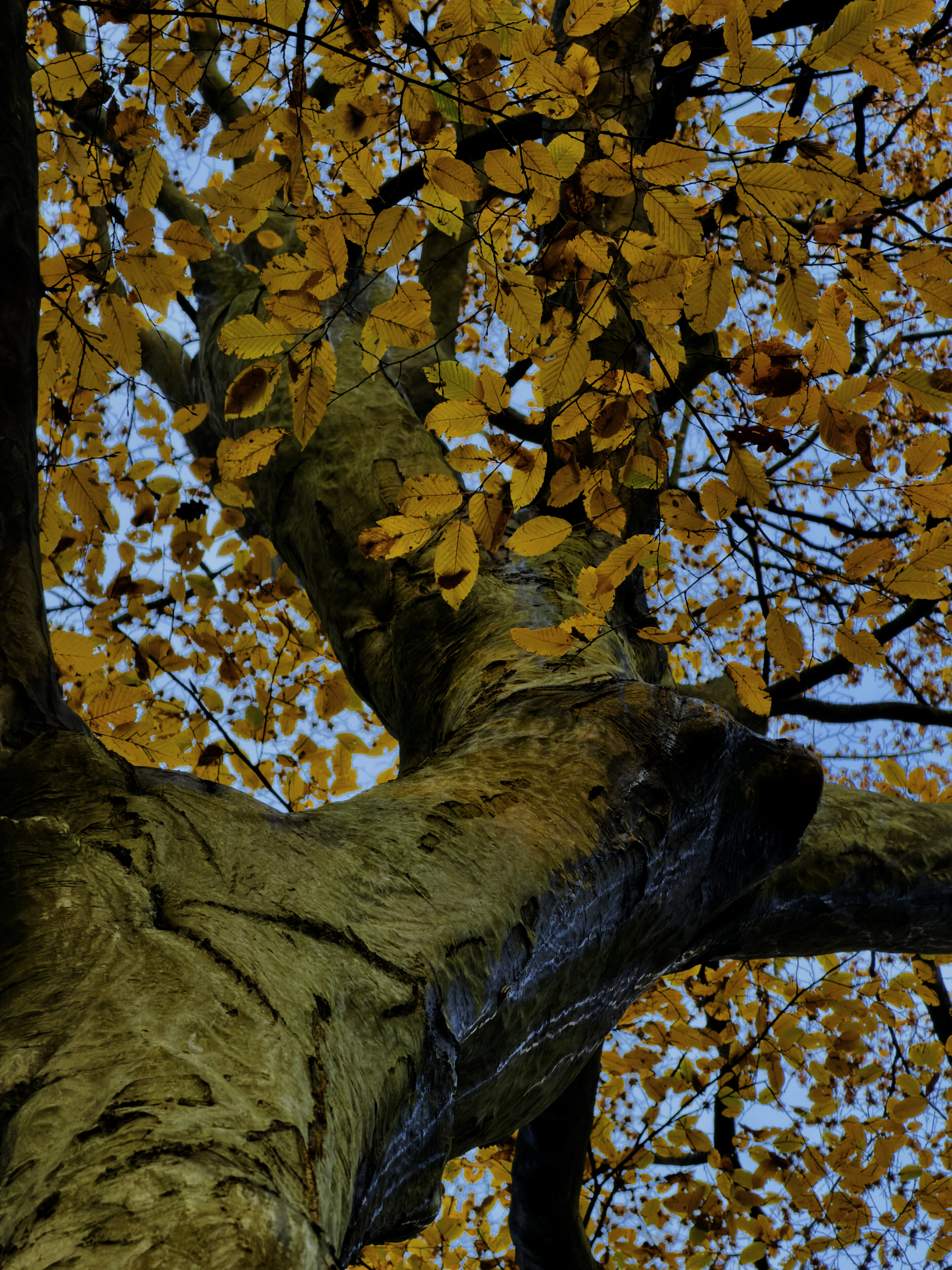 Goldene Hainbuche Weissbuche im Herbst